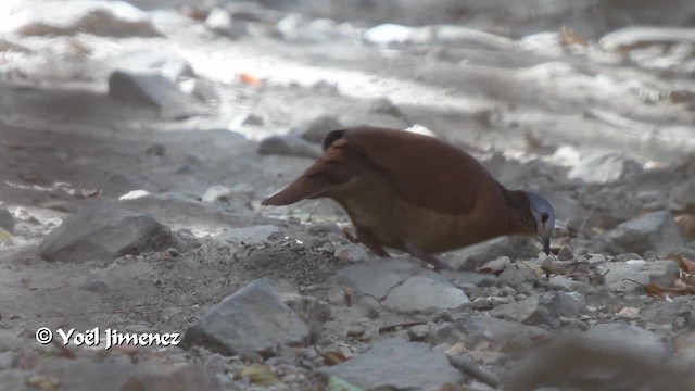 Chiriqui Quail-Dove - ML201108591