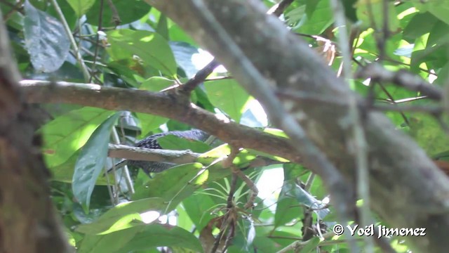 Fasciated Antshrike - ML201108611