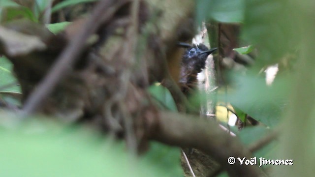 Chestnut-backed Antbird (Chestnut-backed) - ML201108621