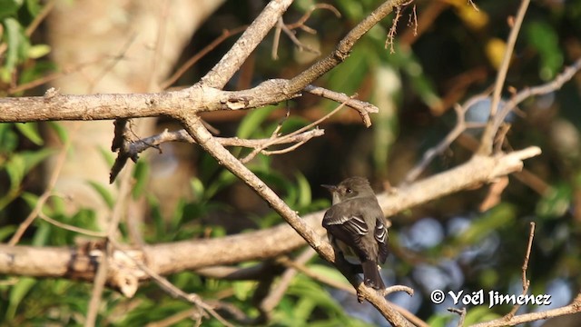 Mosquero Verdoso - ML201108661