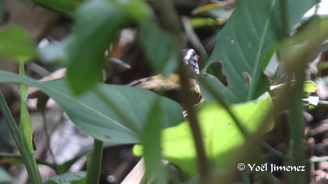 アカハシシズカシトド（aurantiirostris グループ） - ML201108671