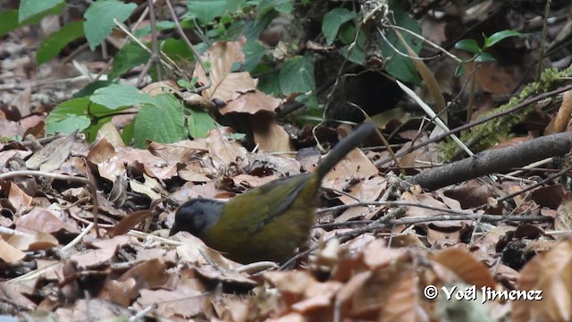 Large-footed Finch - ML201108691