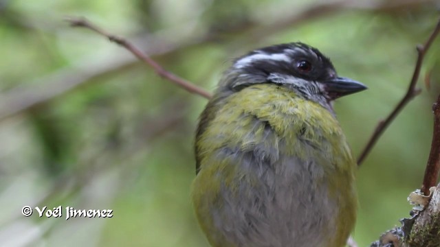 Sooty-capped Chlorospingus - ML201108701