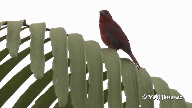 Hepatic Tanager (Highland) - ML201108751
