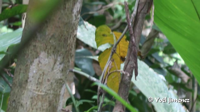 Cocoa Woodcreeper (Lawrence's) - ML201108791