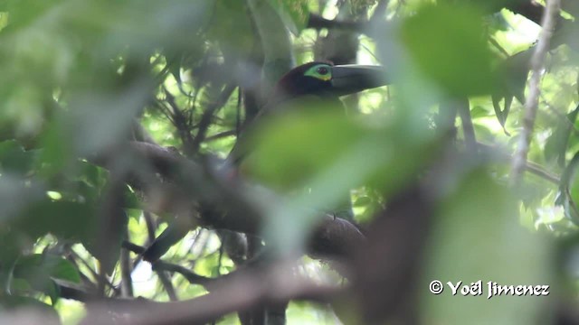 Yellow-eared Toucanet - ML201108811