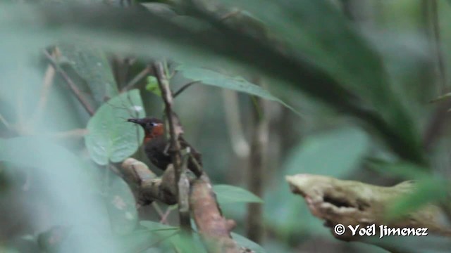 Song Wren - ML201108841