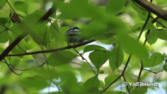 White-winged Becard - ML201108901