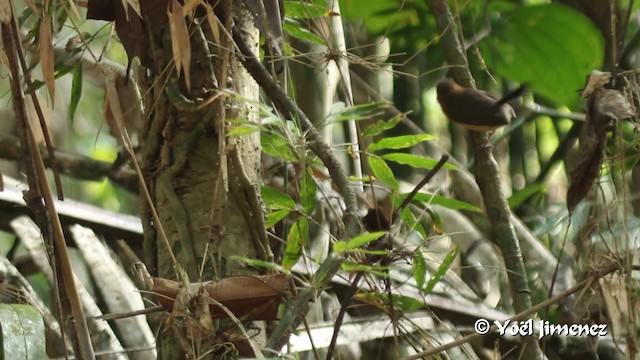 Long-billed Gnatwren (rufiventris Group) - ML201108921