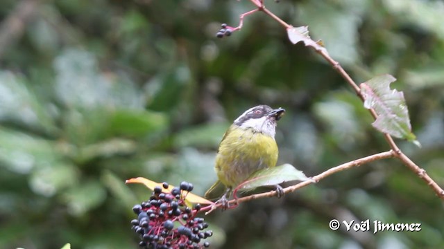 Sooty-capped Chlorospingus - ML201108941