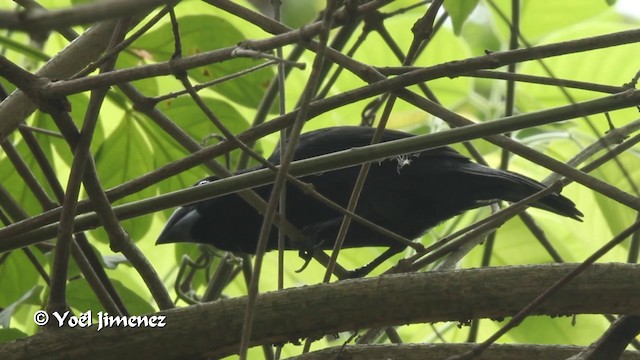 Thick-billed Seed-Finch - ML201108951