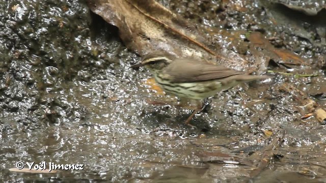 Northern Waterthrush - ML201108971