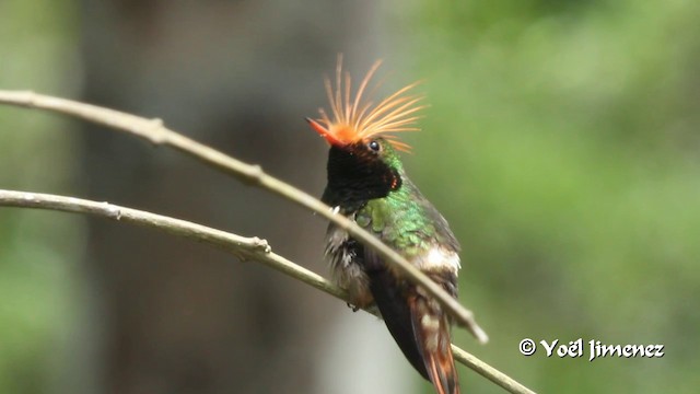 Rufous-crested Coquette - ML201108991