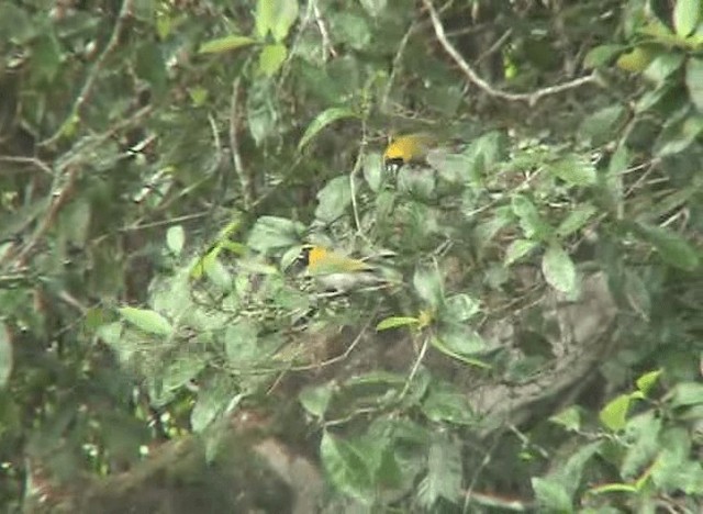 Black-faced Grosbeak - ML201109051