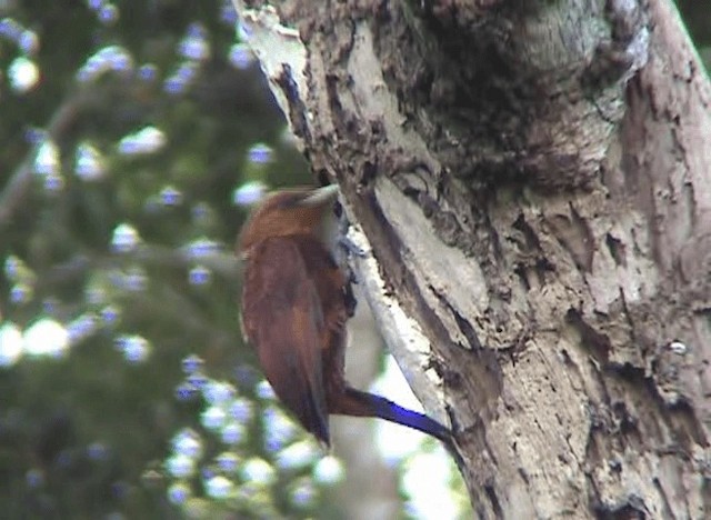 Chestnut-colored Woodpecker - ML201109061