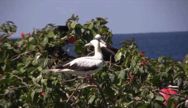 Red-footed Booby (Atlantic) - ML201109091