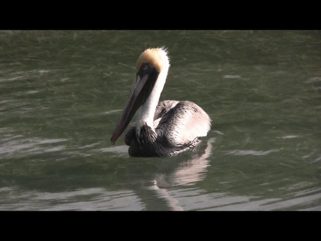 pelikán hnědý (ssp. carolinensis) - ML201109131