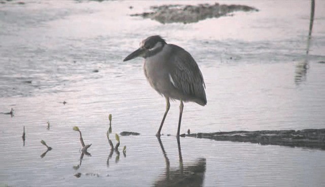 Yellow-crowned Night Heron (Yellow-crowned) - ML201109141