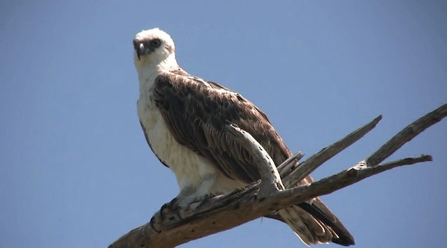 Águila Pescadora - ML201109161