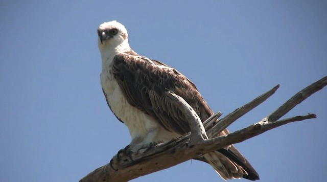 Osprey - ML201109161