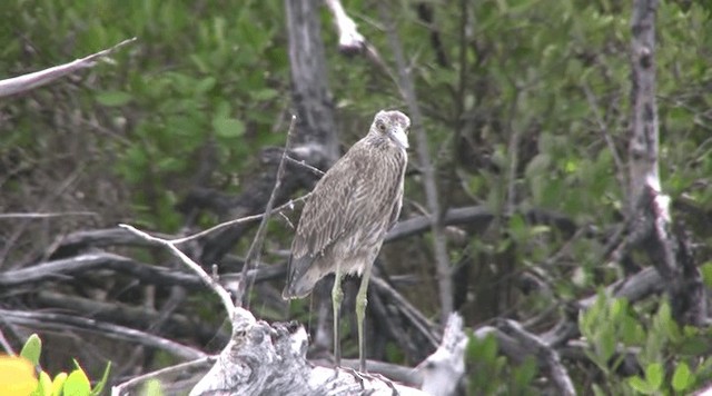 Yellow-crowned Night Heron (Yellow-crowned) - ML201109191