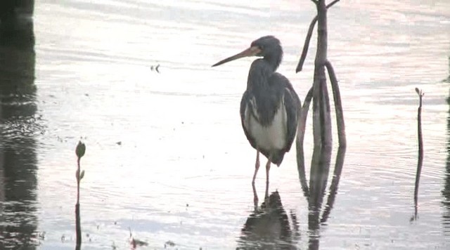 Tricolored Heron - ML201109201