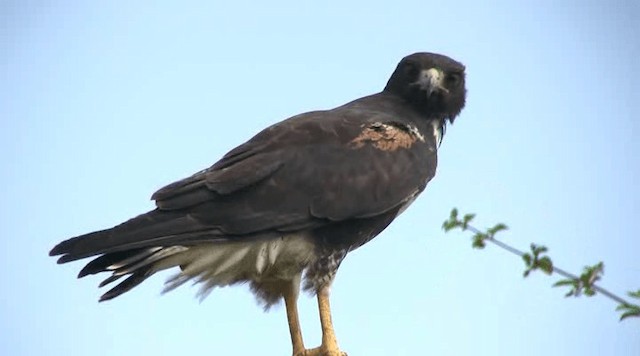 White-tailed Hawk - ML201109241