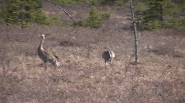 Канадский журавль (canadensis) - ML201109271