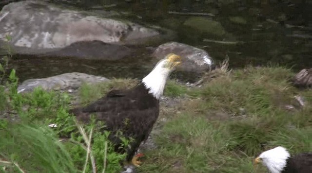 Bald Eagle - ML201109301