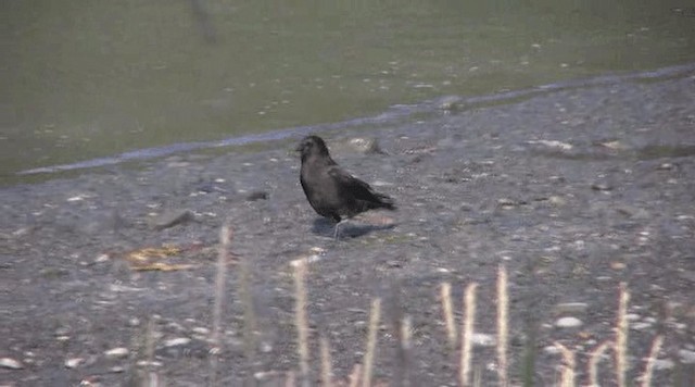 American Crow - ML201109311