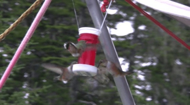 Rufous Hummingbird - ML201109341