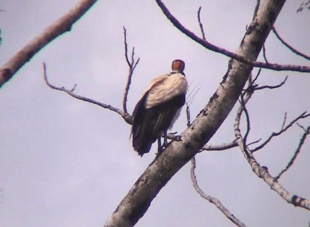 King Vulture - ML201109351