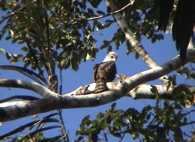 Ornate Hawk-Eagle - ML201109371