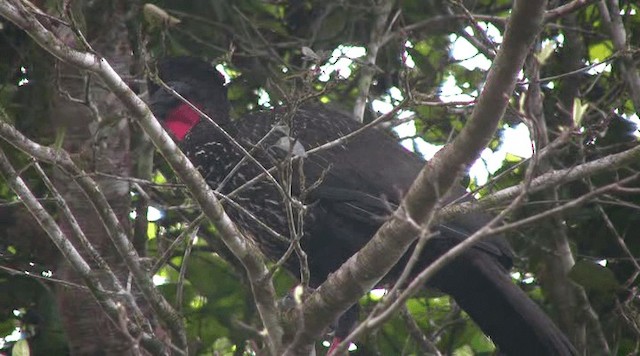 Crested Guan - ML201109381