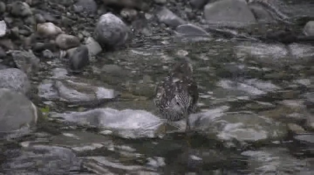 Greater Yellowlegs - ML201109411