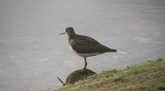 Greater Yellowlegs - ML201109421