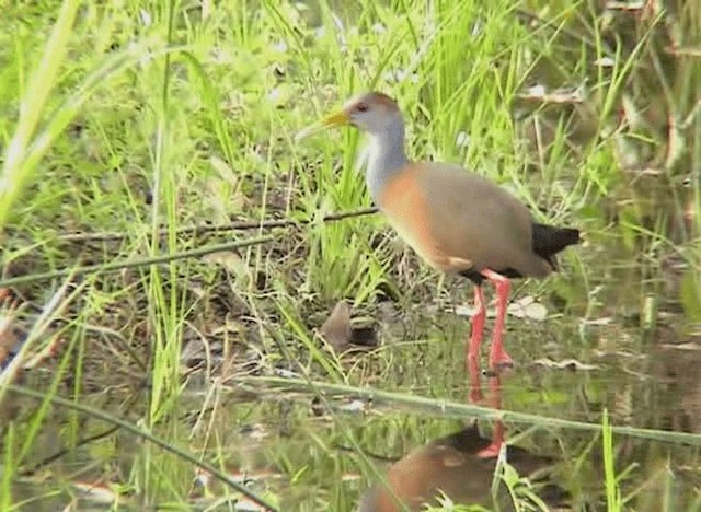 Russet-naped Wood-Rail - ML201109451