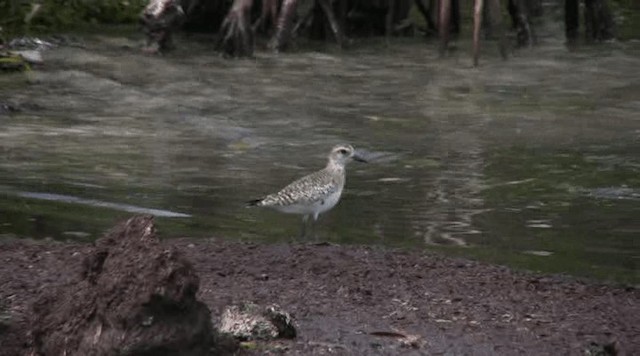 Black-bellied Plover - ML201109461