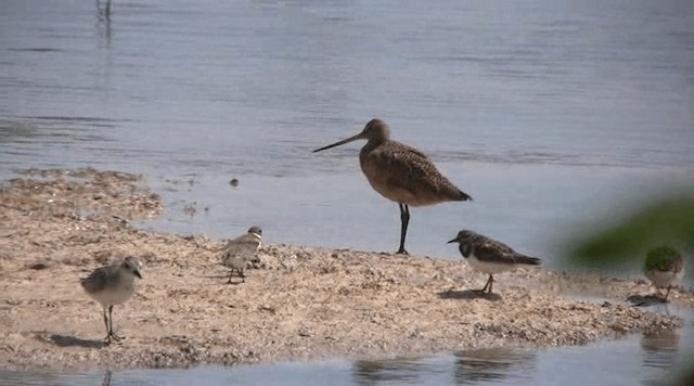 Marbled Godwit - ML201109481