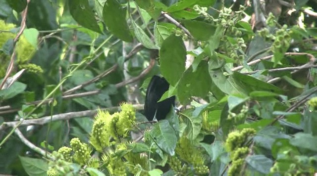 Yellow-billed Cacique - ML201109491