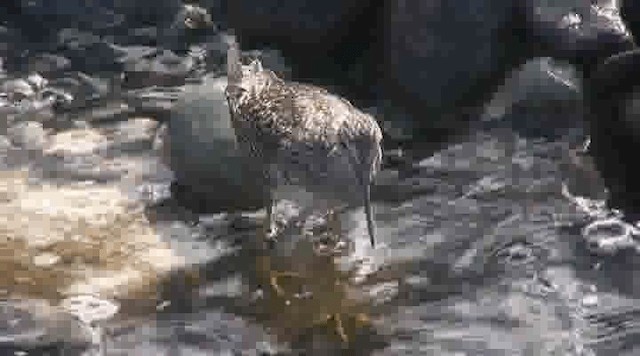 Greater Yellowlegs - ML201109501