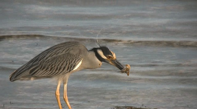 Yellow-crowned Night Heron (Yellow-crowned) - ML201109531