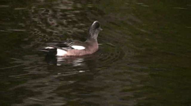 American Wigeon - ML201109571