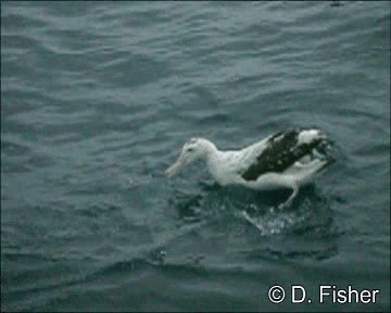 Albatros hurleur, A. de Tristan da Cunha ou A. des Antipodes - ML201109581