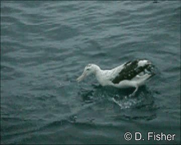 Ak Gezgin/Antipod Gezgin Albatrosu - ML201109581