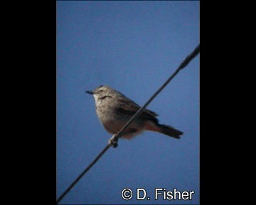 Rufous Songlark - ML201109591