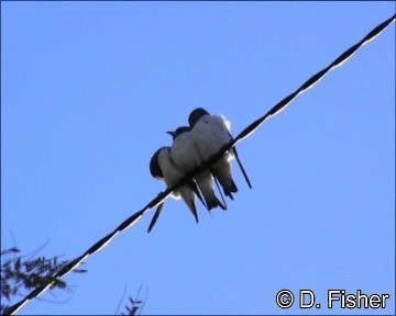 Ланграйн білогрудий - ML201109631