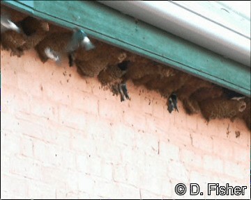 Fairy Martin - ML201109641