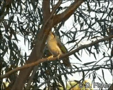 Yellow-throated Miner - ML201109681