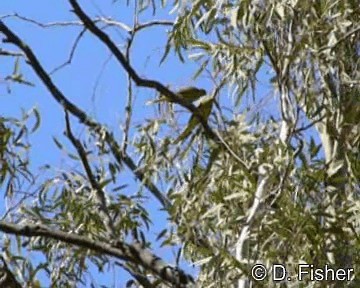 Elegant Parrot - ML201109701